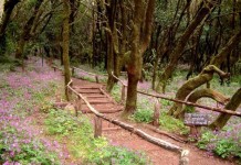 El Parque Nacional de Garajonay informa sobre el cierre de centros, pistas, senderos y áreas recreativas