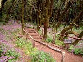 El Parque Nacional de Garajonay informa sobre el cierre de centros, pistas, senderos y áreas recreativas