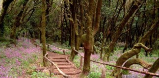 Vallehermoso obtiene 148.400 euros en las subvenciones para municipios con áreas de influencia de los Parques Nacionales