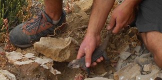 Curbelo no ve idóneo instalar centro lagarto gigante en Juan Rejón