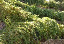 «Los Viticultores piden apoyo real y no de boquilla»
