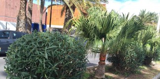 San Sebastián embellece los jardines del municipio