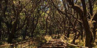 La mitad de la vegetación de La Gomera es exótica