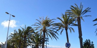 Del medio millón de palmeras que hay en Canarias, 176.430 están en La Gomera