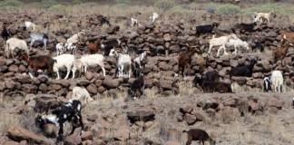 Sí se puede considera que deben ponerse todos los medios para evitar que las cabras asilvestradas destruyan la biodiversidad de Canarias