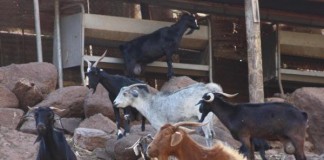 LA GANADERÍA EN LA GOMERA; SOBREVIVIR A UNA DOBLE CRISIS