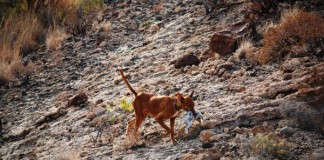 Tres clubes de cazadores de La Gomera deciden trabajar en común para tener una sola voz ante los problemas de la actividad cinegética
