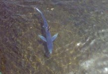 Un cazón de un metro y medio se deja ver en aguas del Puerto Deportivo de San Sebastián