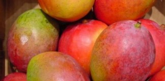 40 agricultores de La Gomera consolidan la marca comercial Mango de La Gomera.