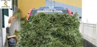 Detienen a 8 personas y localizan 3 plantaciones de marihuana en La Gomera