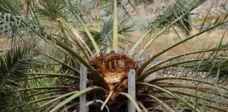 Los Guaraperos de La Gomera, Medalla de Oro de Canarias