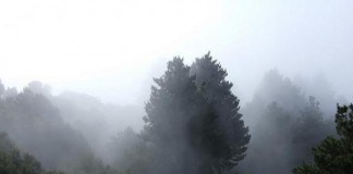 Gran captación de agua procedente de las nieblas del Parque Nacional de Garajonay en julio