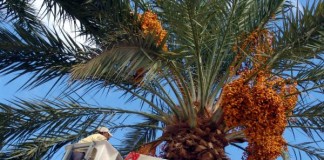 El Ayuntamiento de San Sebastián realizará labores de tratamiento de palmeras en la avenida del Quinto Centenario