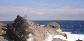 El Cabildo comienza una nueva campaña de recogida de la pardela cenicienta