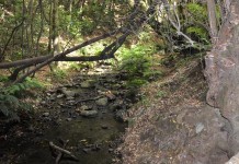 El Ayuntamiento y el Parque Nacional de Garajonay proponen dos rutas de senderismo