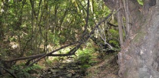 Rescatan a a dos extranjeros perdidos en el Parque Nacional de Garajonay
