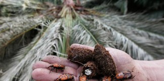 Canarias, primer territorio del mundo en erradicar el picudo rojo de la palmera