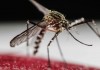 Sanidad informa de la detección de ejemplares de mosquito tigre en La Gomera