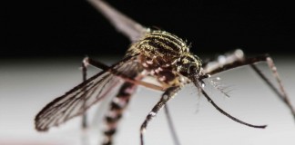Anecpla recomienda estar «alerta» ante una posible entrada del virus Zika por Canarias