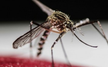 Sanidad informa de la detección de ejemplares de mosquito tigre en La Gomera