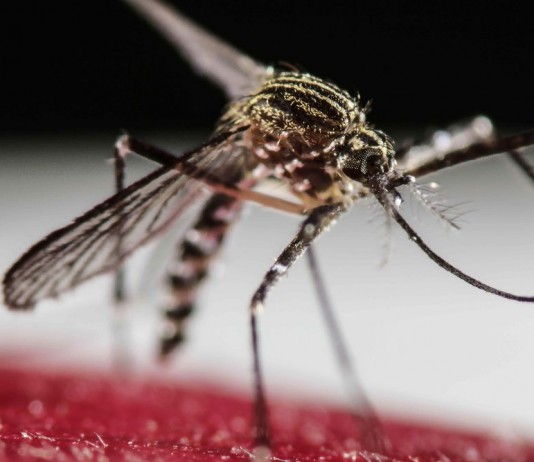 Sanidad informa de la detección de ejemplares de mosquito tigre en La Gomera