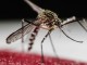 Sanidad informa de la detección de ejemplares de mosquito tigre en La Gomera