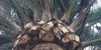 La Consejería de Agricultura estudia una sustancia química que emiten los machos del picudín de la palmera para luchar contra esta plaga