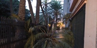 Sí se puede se pregunta si la caída de palmas de gran porte en San Sebastián se relaciona con el descontrol sobre el picudo negro