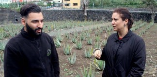 El PSOE propone una denominación de origen que evite el fraude con el aloe vera canario