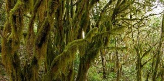 El PSOE de La Gomera conmemorará el Día Internacional del Medio Ambiente con una charla