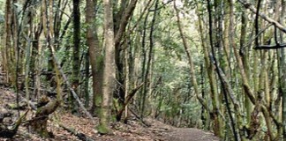 El Cabildo desactiva el Plan de Emergencias Insular y reabre la red insular de senderos