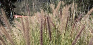 El Cabildo de La Gomera reclamará al Gobierno de Canarias actuaciones para erradicar la plaga de ‘rabo de gato’