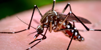 La Consejería de Sanidad confirma los dos primeros casos importados de zika en las islas