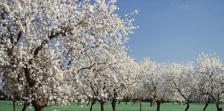 La primavera empieza el domingo 20 de marzo a las 04:30 horas