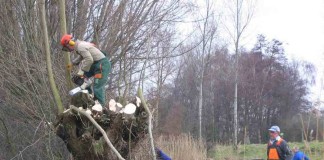 Finaliza un curso sobre poda en altura en Vallehermoso