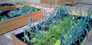 El auge de los huertos ecológicos y sus beneficios