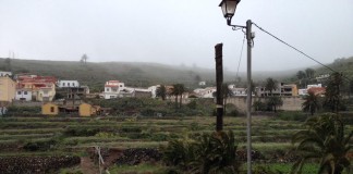 Sí se puede propone que se talen troncos de palmas muertas existentes en Valle Gran Rey