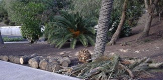 Sí se puede continuará con su labor para la preservación de los palmerales de La Gomera