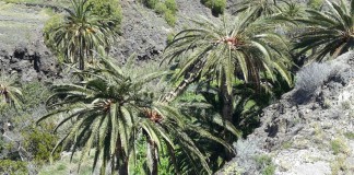 Sí se puede anima a la población gomera a participar en la modificación del reglamento que regula la extracción de guarapo