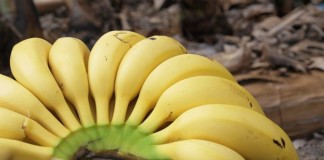 ‘Primera Jornada del Plátano Canario’ en La Gomera