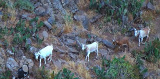 El Pleno del Cabildo apoya el manifiesto “Por el control de las cabras salvajes en los Espacios Naturales Protegidos”