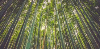 Las propiedades y beneficios del bambú