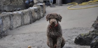 Aprobada la ordenanza de regulación y protección de animales en San Sebastián de La Gomera