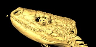 El lagarto de La Gomera en 3D