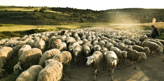 Un rebaño de ovejas siembra el caos en Gales tras consumir cannabis por error