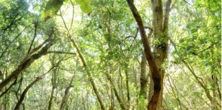 Transición Ecológica garantiza los trabajos de limpieza y mantenimiento de los parques nacionales