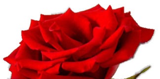 El PSOE felicita a sus militantes y a la sociedad gomera en general