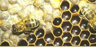 Vallehermoso celebrará unas jornadas sobre apicultura desde este viernes