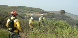 El Gobierno trabaja en la creación de una brigada forestal canaria