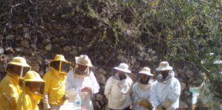 Una experiencia ‘entre abejas’ cierra la jornada sobre apicultura en Vallehermoso